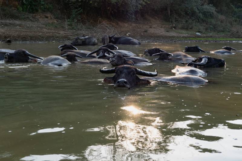 2019, Vang Vieng, Wasserbüffel.