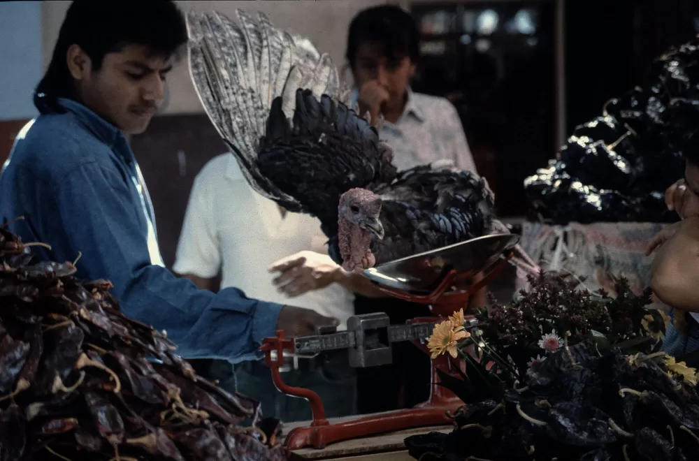 1996, Truthahn-Verkauf auf Markt.
