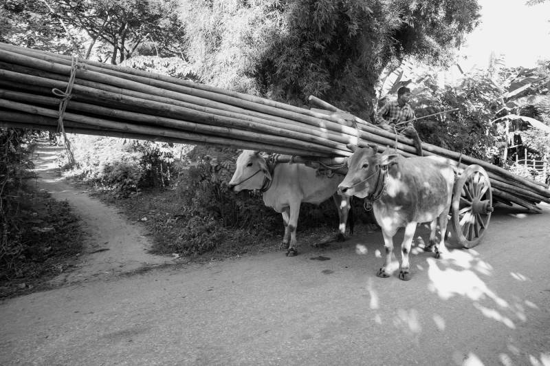 2016, Ochsengespann in der Nähe von Mandalay.