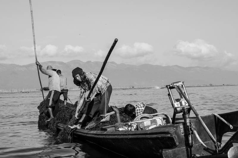 2016, im seichten Wasser – etwa 3 Meter tief – wird Seegras geerntet.