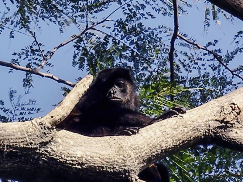 2004, auf Ometepe gibt es eine Vielzahl an Affen.