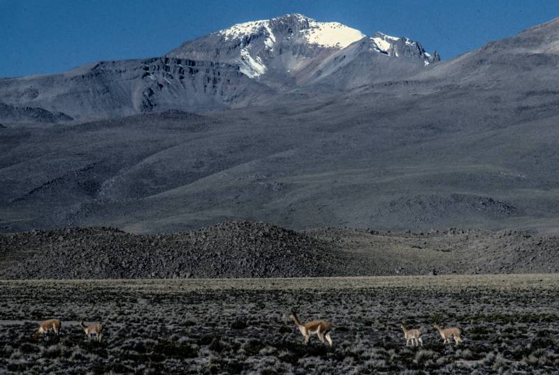 1984, Vicuñas, Alpakas und Lamas sind wichtige Wolllieferanten.