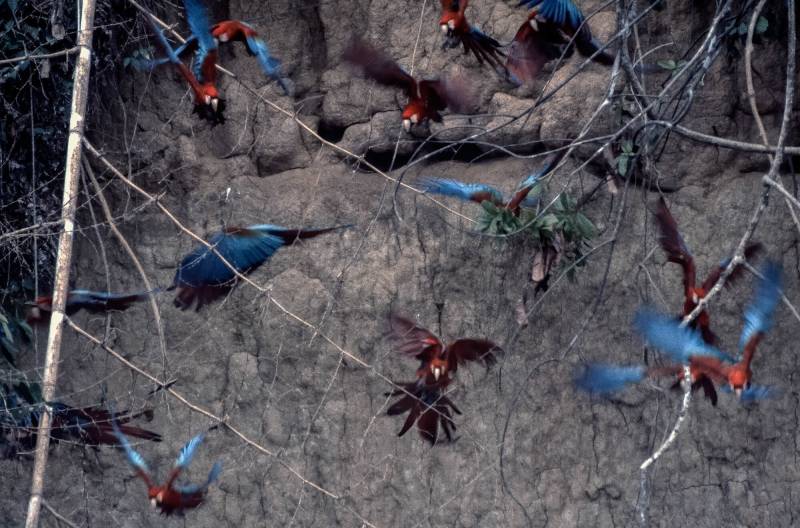 1991, Nationalpark Manú, Atemberaubende Artenvielfalt.
