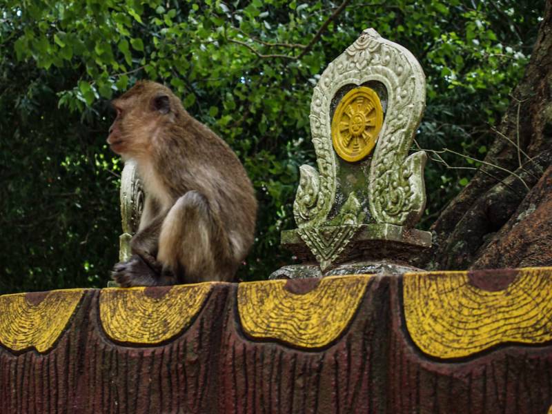 2012, Affen in Thailand haben sich perfekt auf das Leben der Menschen angepasst.