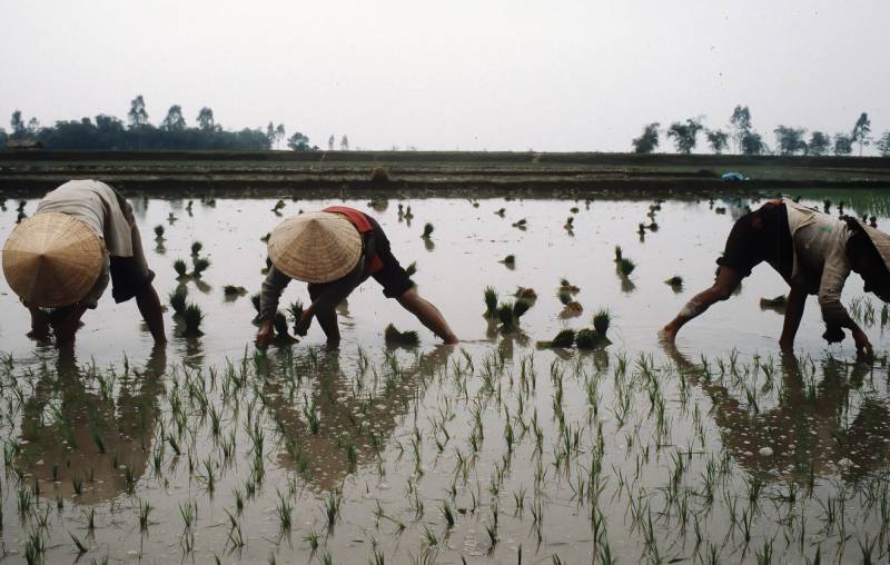 1984, Vietnam ist der fünftgrösste Reisproduzent der Welt.